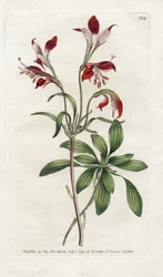 Lys du Pérou, du Botanical Magazine de William Curtis