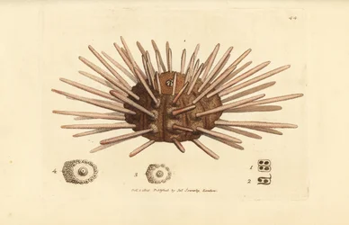 Oursin de mer à longues épines, Cidaris cidaris (Echinus cidaris)