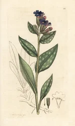 Pulmonaire officinale, Pulmonaria officinalis. Gravure à la main d