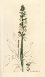 Orchis homme-pendu, Orchis anthropophora. Gravure à la main d