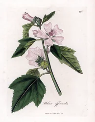 Guimauve officinale ou guimauve sauvage ou guimauve blanche, Althaea officinalis. Gravure à la main d
