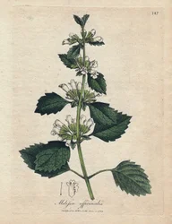 Mélisse officinale (Melissa officinalis)