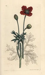 Pavot hybride ou pavot à tête épineuse ronde, Papaver hybridum. Gravure à la main d