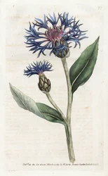 Centaurea montana ou Bleuet vivace