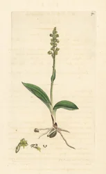 Orchis musc, Herminium monorchis