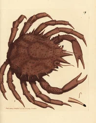 Crabe royal de Norvège, Lithodes maja