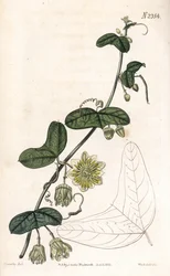 Fleur de la passion, Passiflora biflora