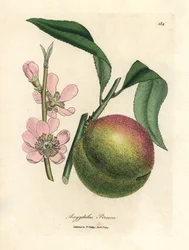 Pêcher avec fruit mûr et fleur rose, Amygdalus persica