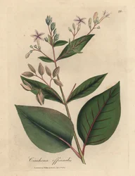 Cinchona officinalis
