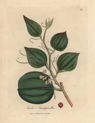 Salsepareille à fleurs roses et baies, Smilax sarsaparilla