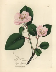 Cognassier à fleurs roses, Pyrus cydonia