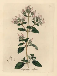 Marjolaine sauvage à fleurs roses, Origanum vulgare