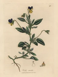 Pensée tricolore, Viola tricolor