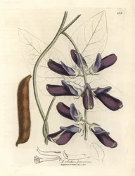 Dolique à fleurs pourpres, Dolichos pruriens