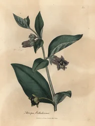 Belladone à fleurs violettes, Atropa belladonna