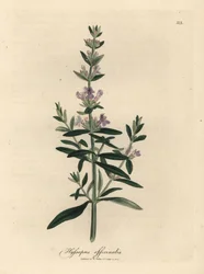 Hysope à fleurs pourpres, Hyssopus officinalis