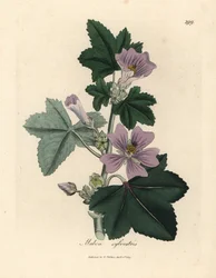 Mauve à fleurs pourpres, Malva sylvestris
