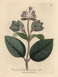 Arbre à écorce rouge du Pérou à fleurs pourpres, Cinchona cortex peruvianus ruber