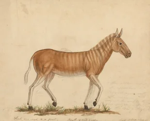 Zèbre Quagga