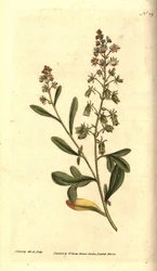 Réséda odorant, illustration botanique de James Sowerby du Botanical Magazine de William Curtis