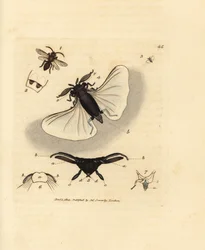 Parasite de l