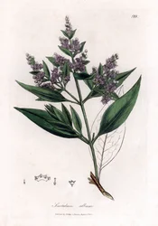 Bois de santal - Bois de santal indien, Santalum album