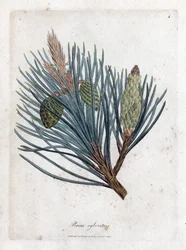 Pin sylvestre