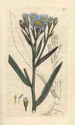 Aster maritime, Tripolium pannonicum subsp. tripolium