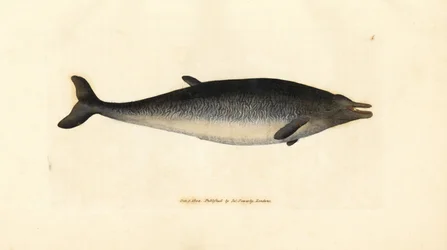 Baleine à bec de Sowerby, Mesoplodon bidens (Physeter bidens, cachalot à deux dents). Gravure à la main en cuivre colorée par James Sowerby de The British Miscellany, ou Figures colorées de sujets animaux nouveaux, rares ou peu connus