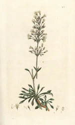 Silène otite, Silene otites