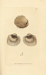 Bucarde épineuse, Acanthocardia aculeata (Cardium spinosum). Gravure sur cuivre coloriée à la main de James Sowerby tirée de The British Miscellany, or Coloured figures of new, rare, or little known animal subjects.