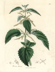 Ortie piquante, Urtica dioica