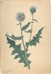 Étude d