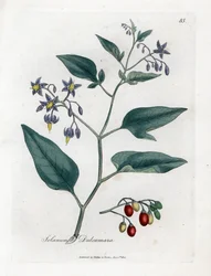 Morelle douce-amère - Morelle ligneuse, Solanum dulcamara. Gravure sur cuivre coloriée à la main d