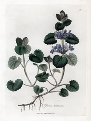 Lierre terrestre - gléchome lierre terrestre, Glechoma hederacea. Gravure sur cuivre coloriée à la main d
