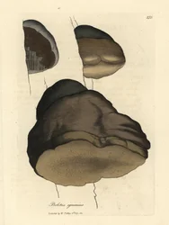 Boletus igniarius