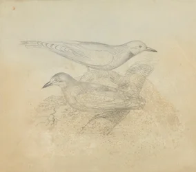 Deux Oiseaux sur une Branche