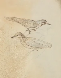 Deux grimpereaux ?