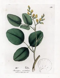Variété de fabacée - Bois de santal rouge, Pterocarpus santalinus