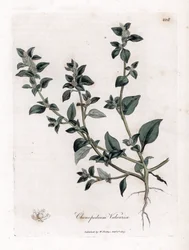 Vuvaire