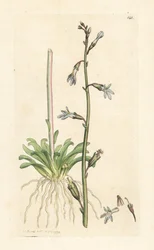 Lobélie de Dortmann, Lobelia dortmanna