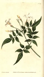 Jasmin blanc (ou Jasmin officinal)