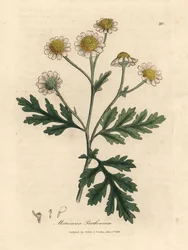Matricaria parthenium