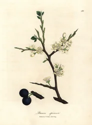 Prunus spinosa