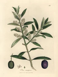 Olivier européen à fleurs blanches avec fruits, Olea europaea