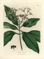 Arbre à épices à fleurs blanches, Myrtus pimenta