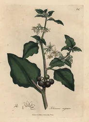 Morelle noire à fleurs blanches, Solanum nigrum