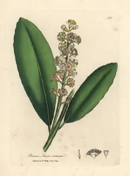 Laurier-cerise à fleurs blanches, Prunus laurocerasus