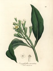Arbre à épices clou de girofle à fleurs blanches, Caryophyllus aromaticus