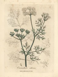 Coriandre à fleurs blanches, Coriandrum sativum